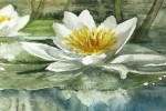 magnified-healing-lotus