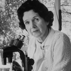ecologia-sustentabilidade-rachel-carson-3