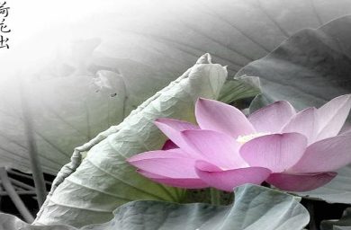 magnified-healing_angelcurioso.jpg