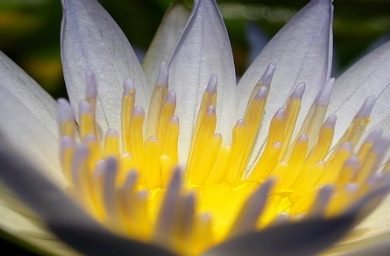 mantyras-tambem-sao-afirmacoes-de-luz-om-mani-padme-hum-kuan-yin.jpg