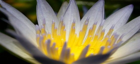 mantyras-tambem-sao-afirmacoes-de-luz-om-mani-padme-hum-kuan-yin.jpg