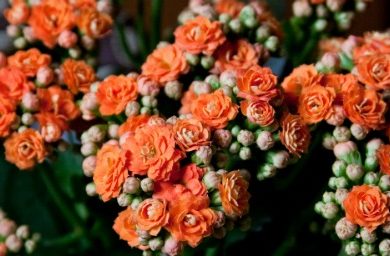 cultivar1.jpg