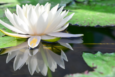 lotus-cientistas-longevidade